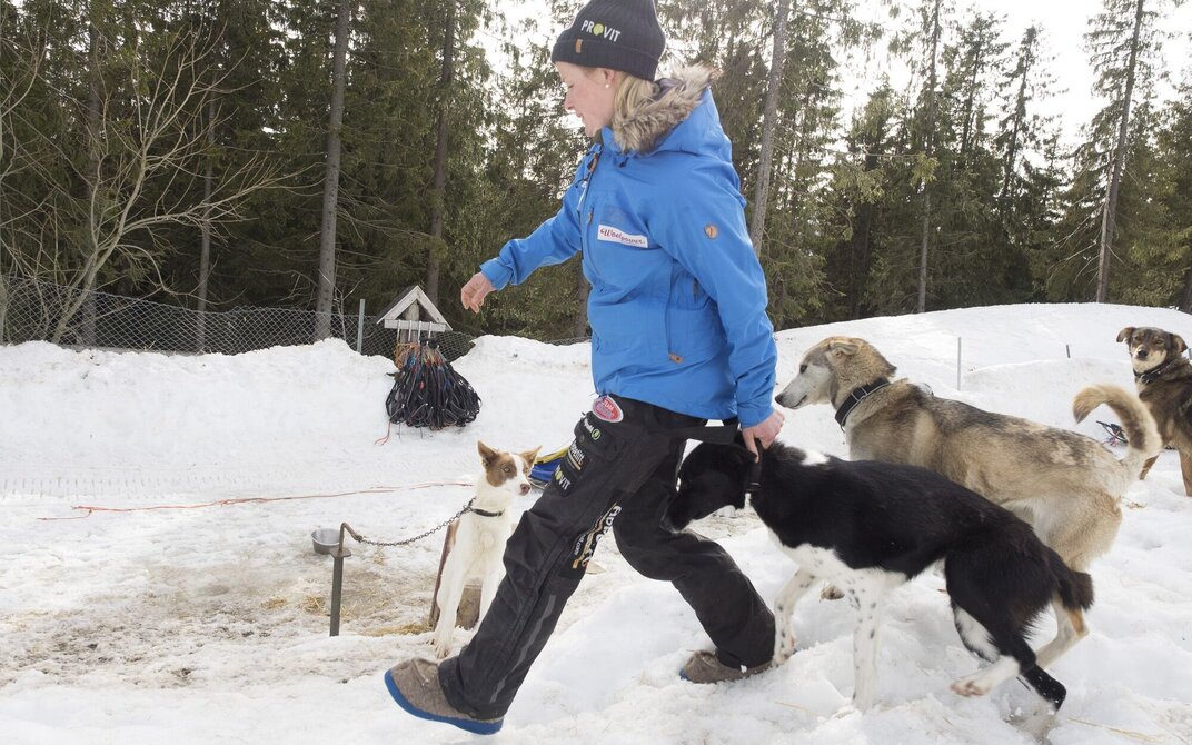 Birgitte plukker ut hunder til hundestpannet