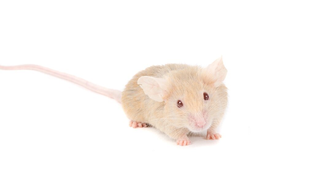 Bildet viser en mus