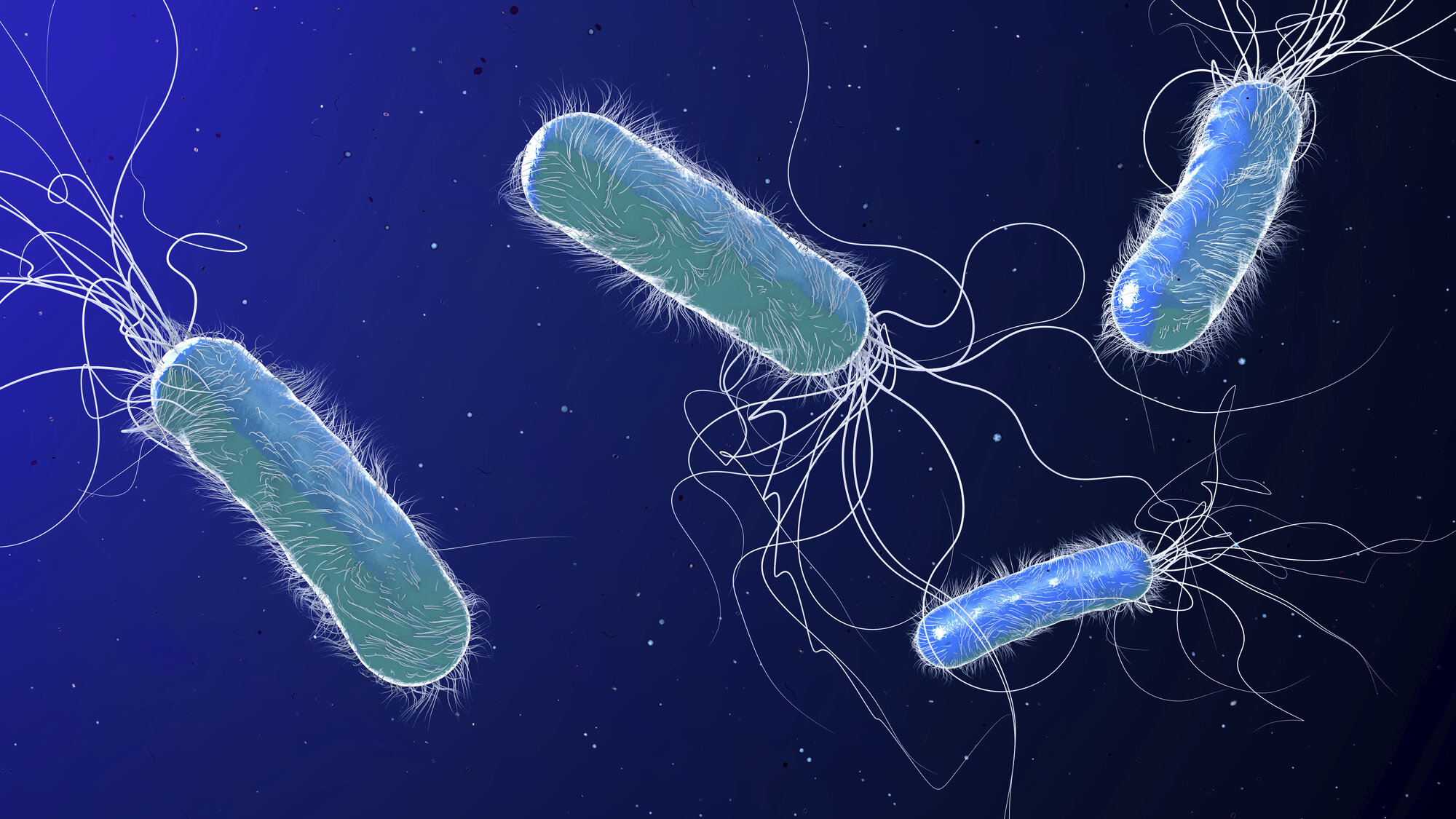 Illustrasjonen viser bakterien Pseudomonas aerigunosa.
