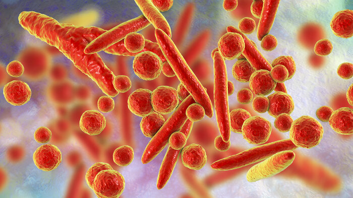 Bildet er et illustrasjonsfoto av mykoplasmabakterien