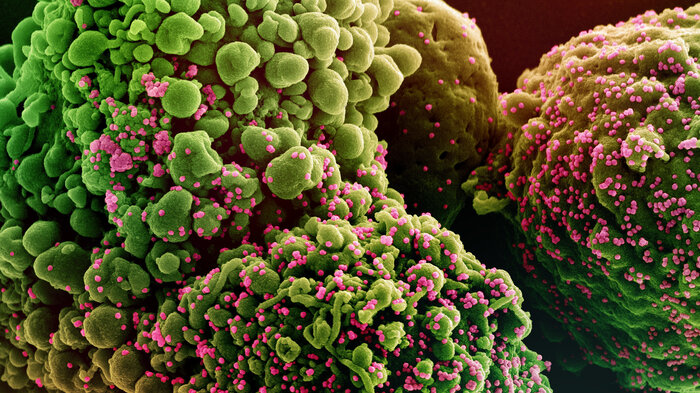 bilde av omikronviruset