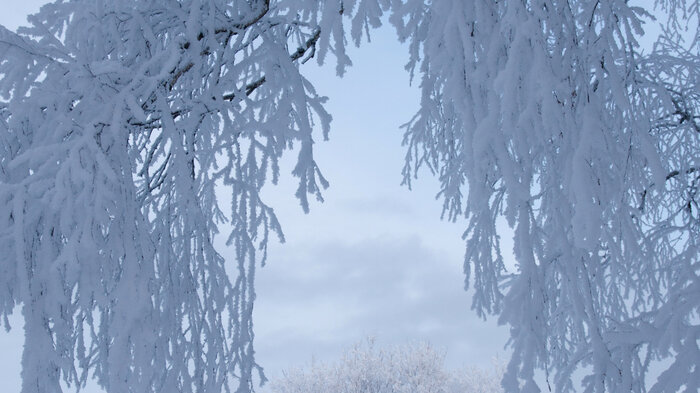 Bildet viser en snøfull grein