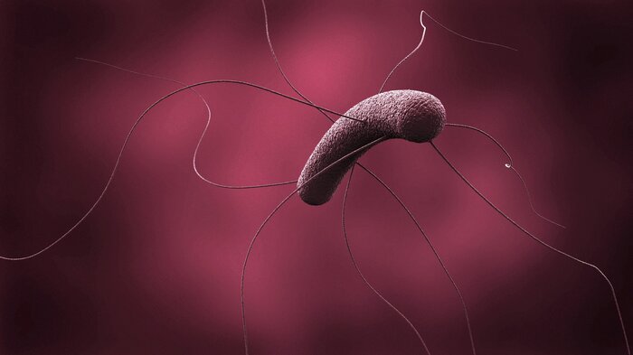 Bildet viser Clostridioides difficile (C. difficile)