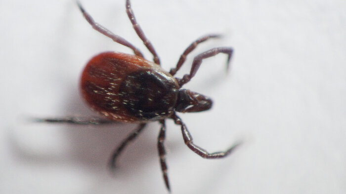 Bildet viser en flått.