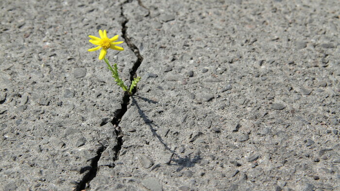 Bildet viser en løvetann som presser seg gjennom asfalten.