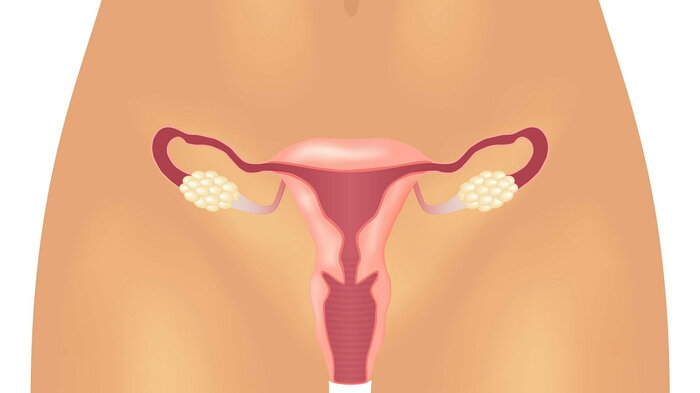 Bildet viser underdelen av en kvinnekropp, hvor det er tegnet inn reproduktive organer.