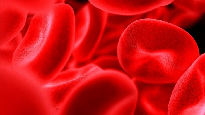 Bildet viser røde blodlegemer.