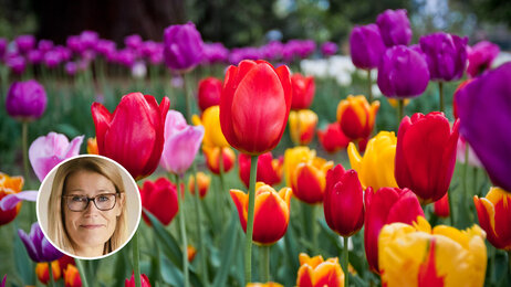 Bildet viser en åker med tulipaner