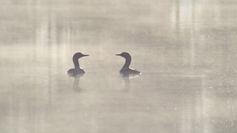 Et symbolsk bilde av to svaner på på vannet. Det er disig, omgivelsene er grå og de ser mot hverandre.