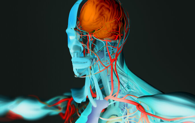 Illustrasjon av menneskekroppens anatomi