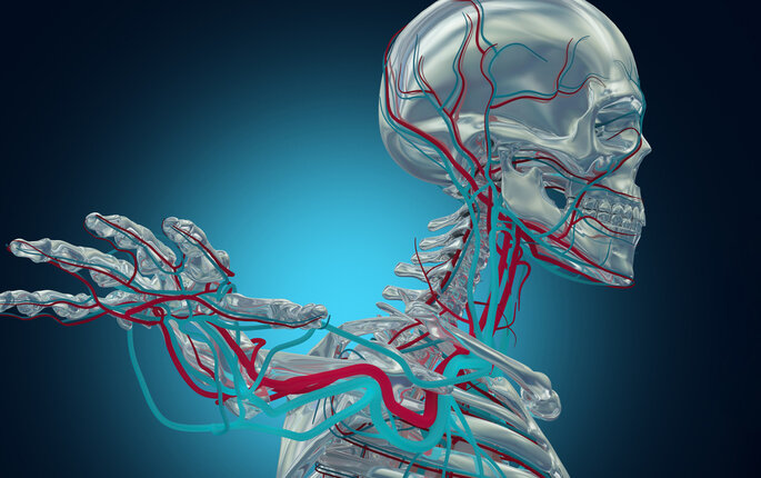 Menneskelig skjellett Bildet viser et menneskelig skjellett
