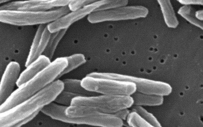 Et mikroskopbilde av tuberkulosebakterien fra 2006.