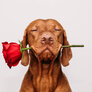 En hund som holder en rose i munnen