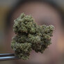 Bildet viser cannabis