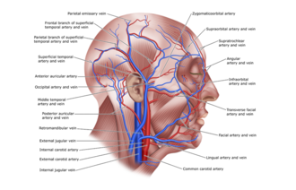 Illustrasjonen viser alle blodårene som finnes i et hode