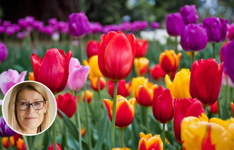 Bildet viser en åker med tulipaner