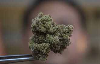 Bildet viser cannabis
