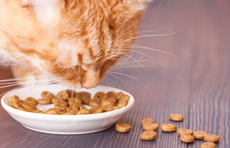 Bilde av katt som spiser