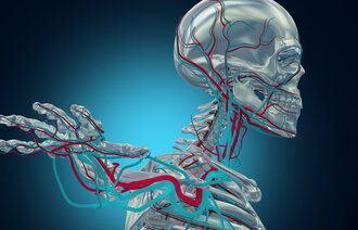 Menneskelig skjellett Bildet viser et menneskelig skjellett