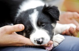 Bildet viser en liten hund som er slapp