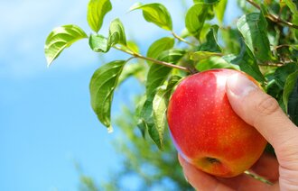 Bildet viser en hånd som plukker et eple fra et tre.