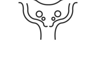 Tegningen viser en livmor med livmorhals.