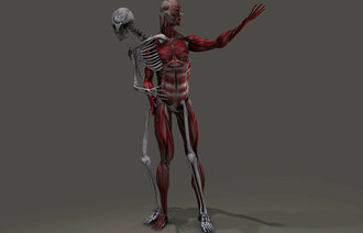 Bildet viser en anatomisk modell av et skjelett som skiller lag med sine egne muskler
