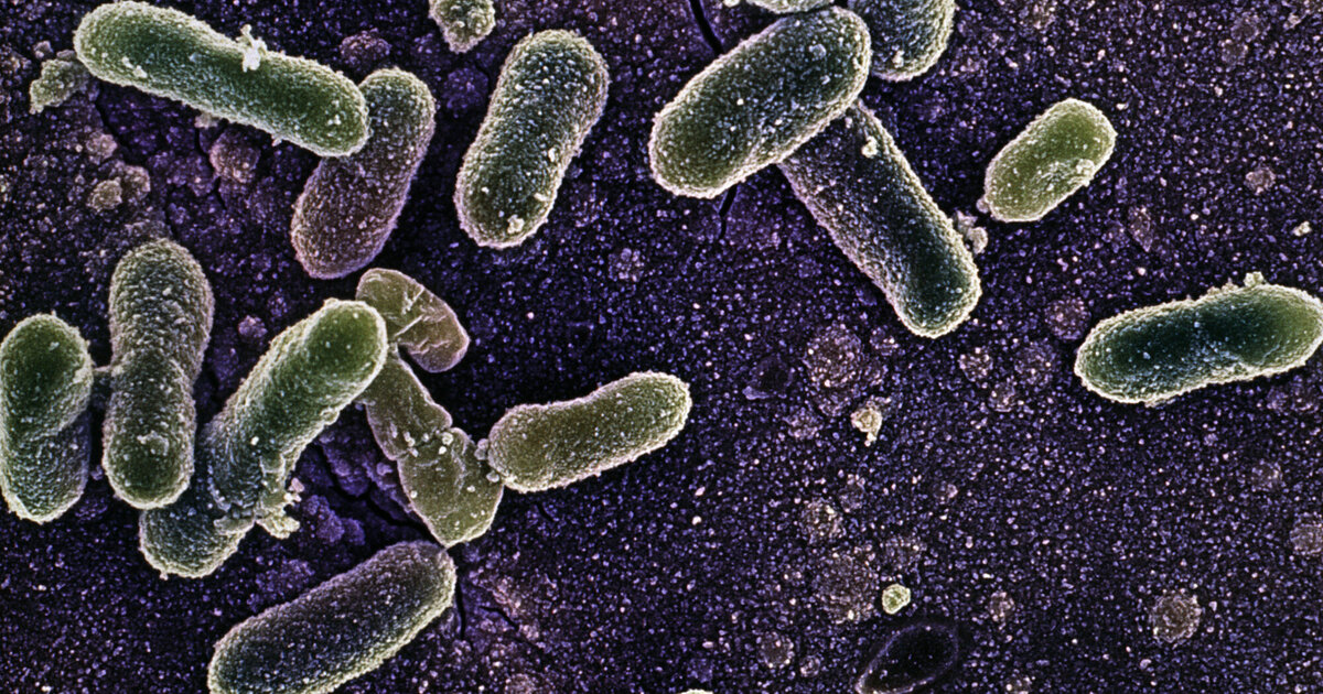 Инфекции в почве. Salmonella Enteritidis сальмонелла. Сальмонеллез энтеритидис группа. Сальмонелла — бацилла. Почвенные бактерии сапрофиты.