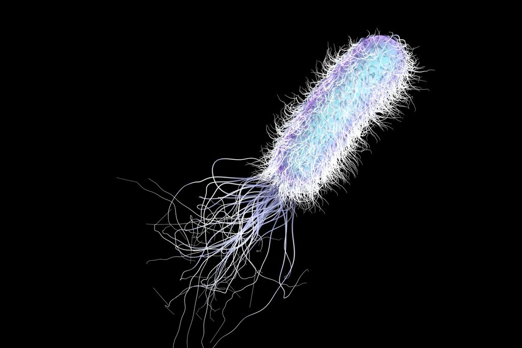 Bildet viser Pseudomonas aeruginosa.