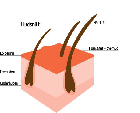 Huden oppbygning 
