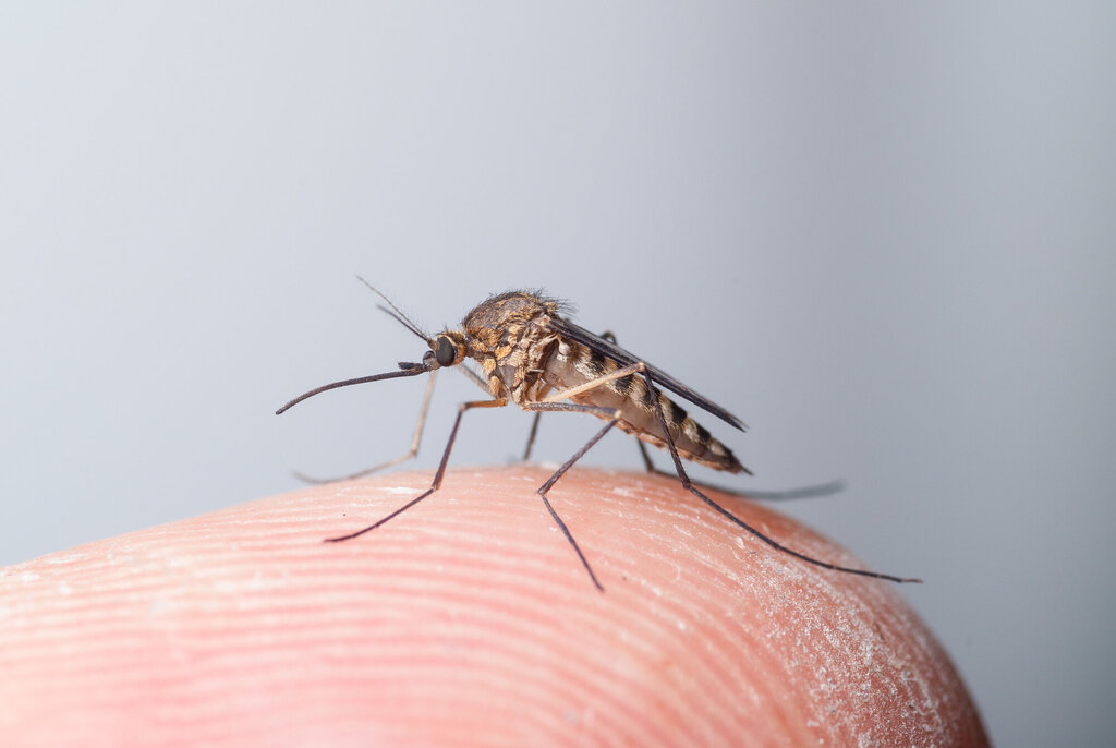 Nærbilde av Norges vanligste mygg