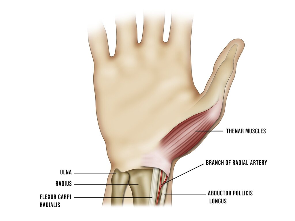 Illustrasjonen viser håndleddets anatomi.