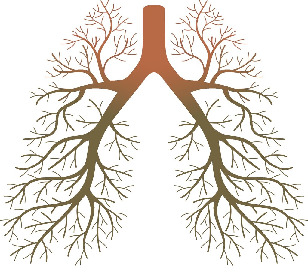 Illustrasjon av lunger i form av et tre med greiner