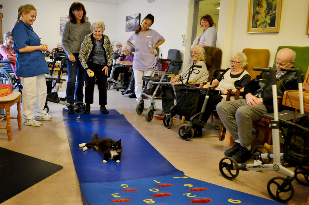 Eldre spiller casinoball. En katt har lagt seg i veien. 