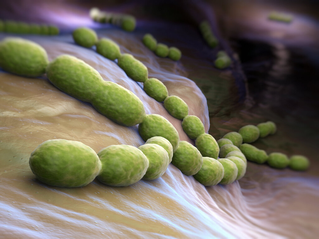 Illustrasjon av Streptococcus pneumoniae (pneumococcus)