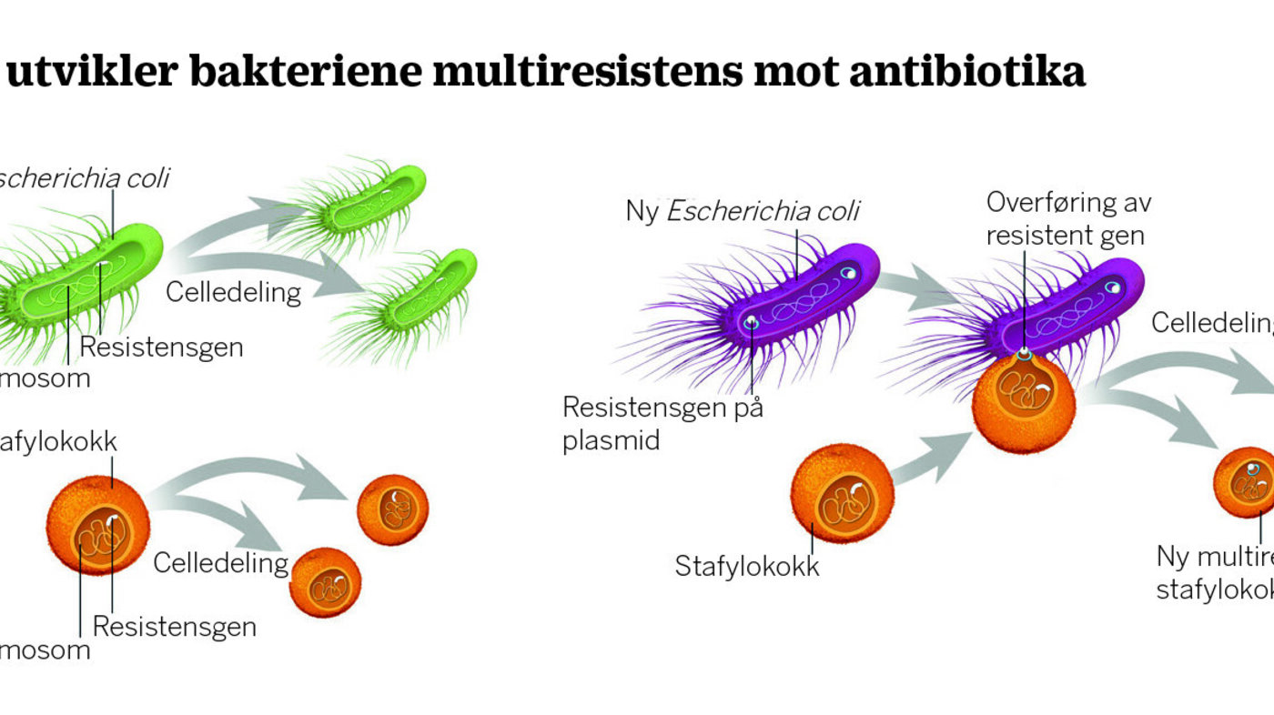 Bildet viser hvordan bakteriene utvikler multiresistens mot antibiotika.