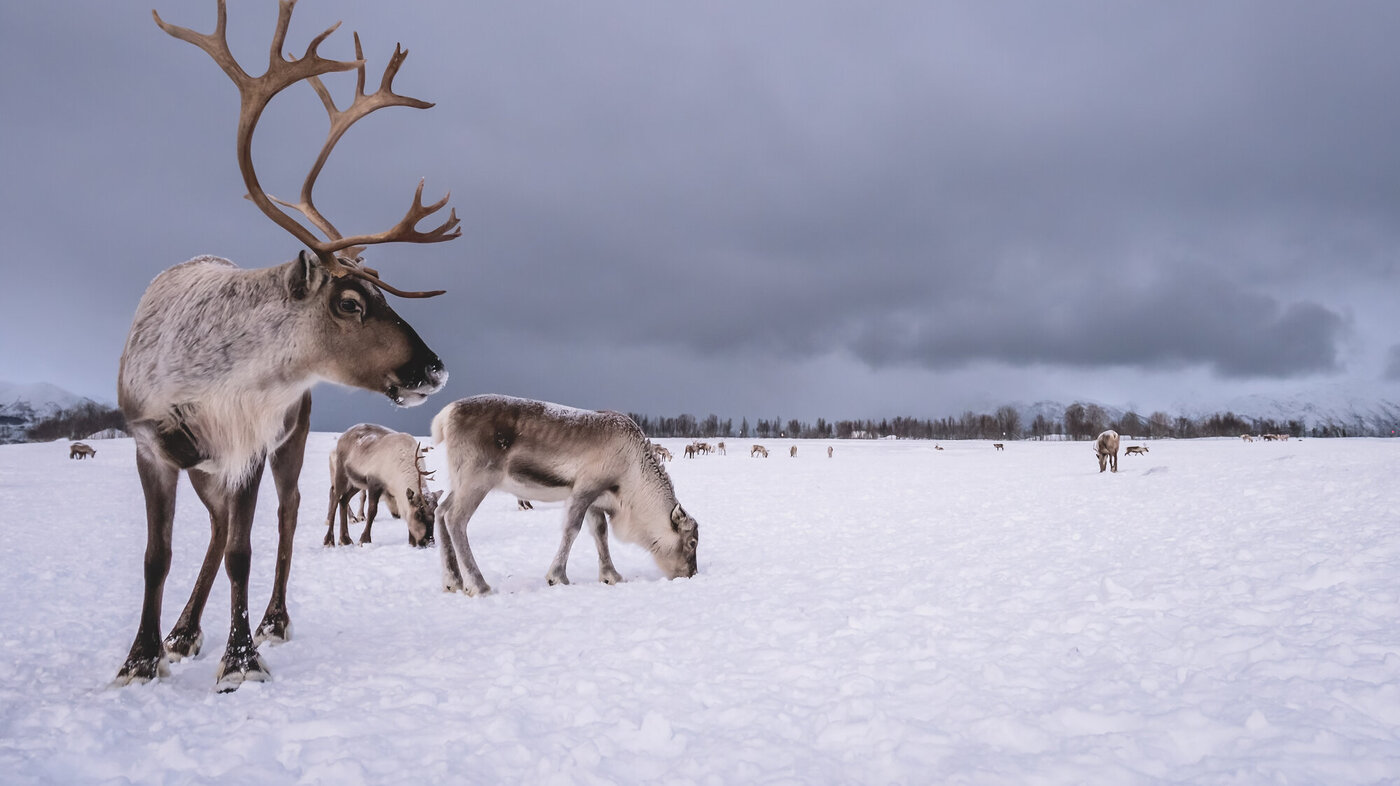 Reinsdyr på vinterbeite