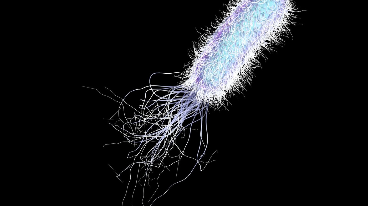 Bildet viser Pseudomonas aeruginosa.