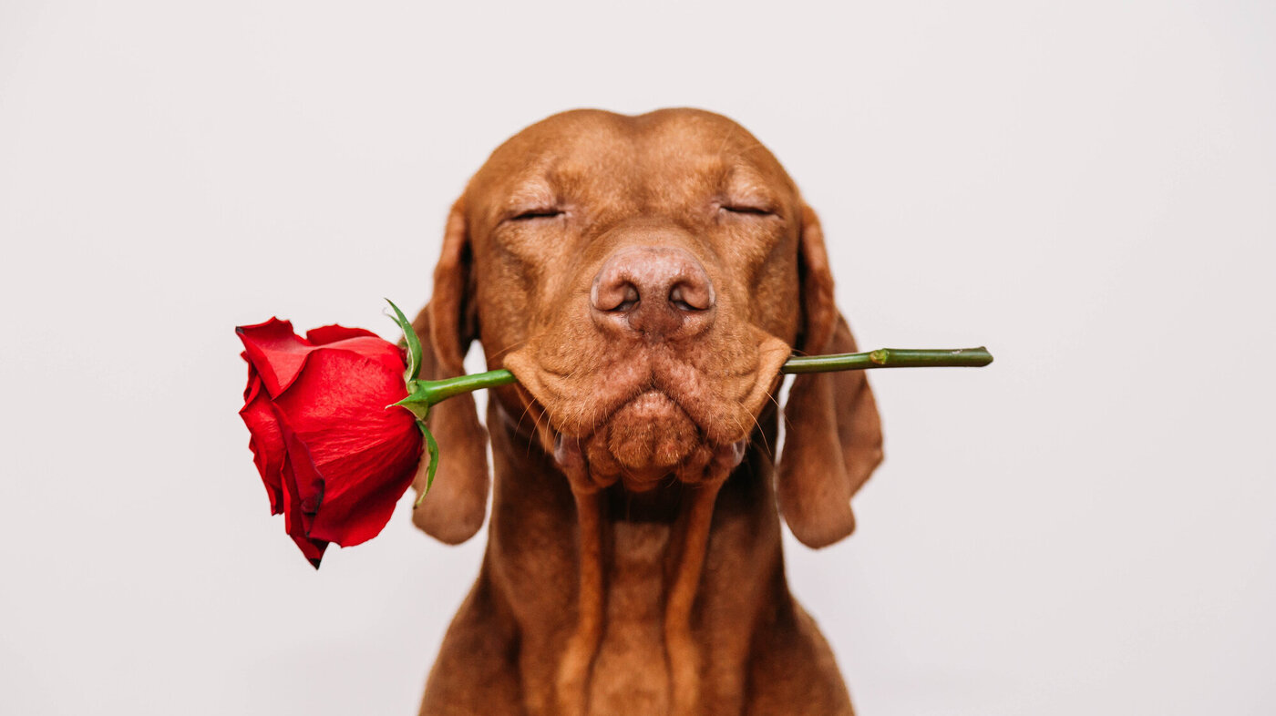 En hund som holder en rose i munnen En hund som holder en rose i munnen
