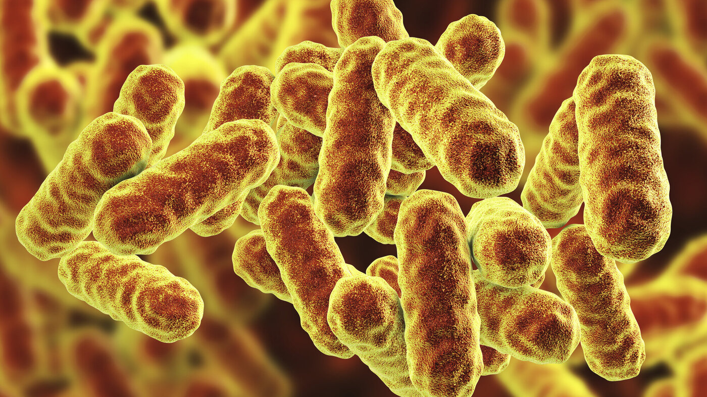 Serratia marcescens bakterie Serratia marcescens bakterie
