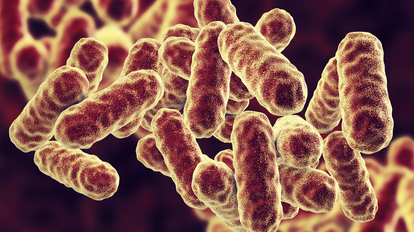 Datagjengivelse av sykehusbakterien Serratia marcescens