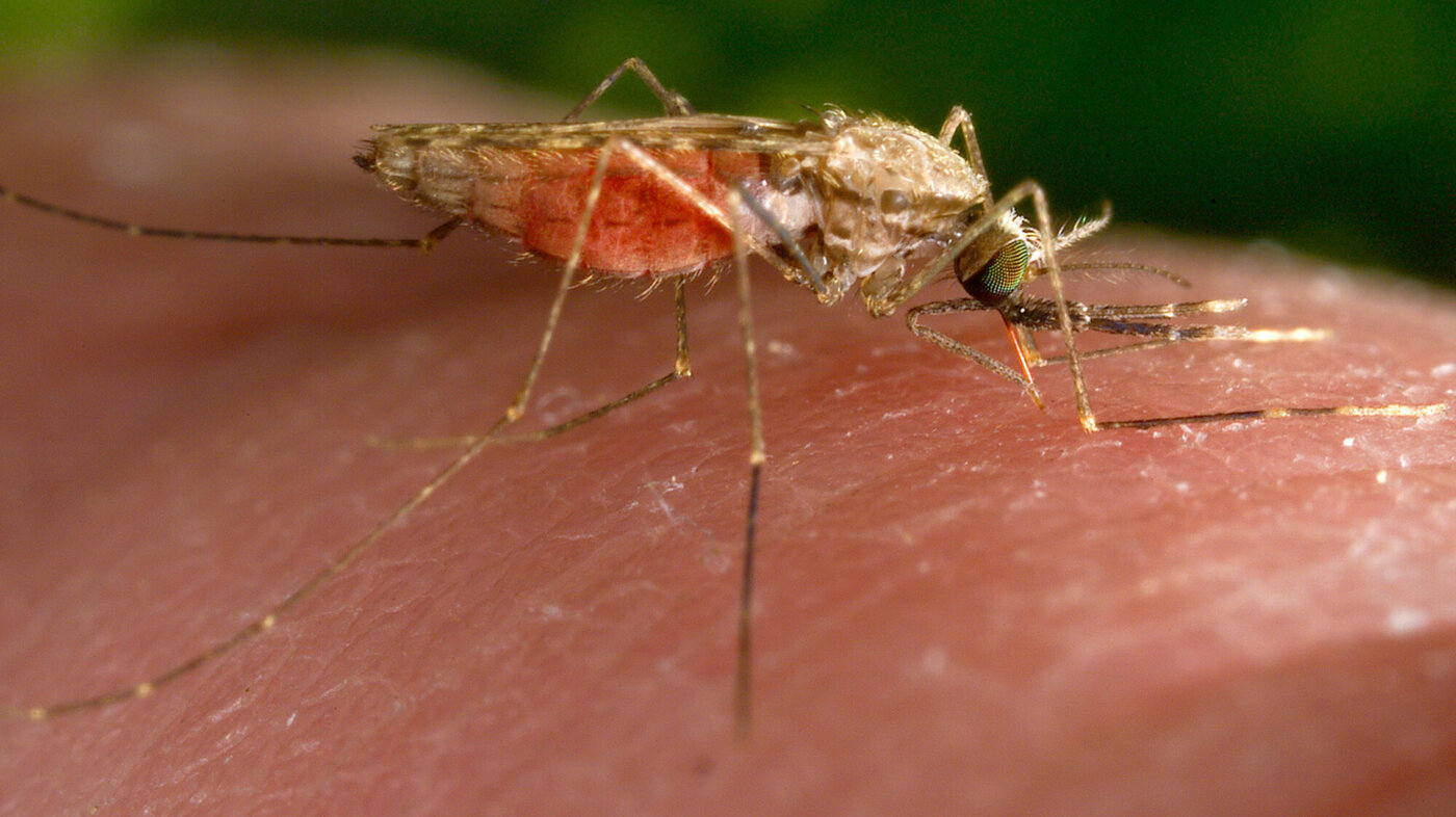 Bildet viser en malariamygg som suger blod
