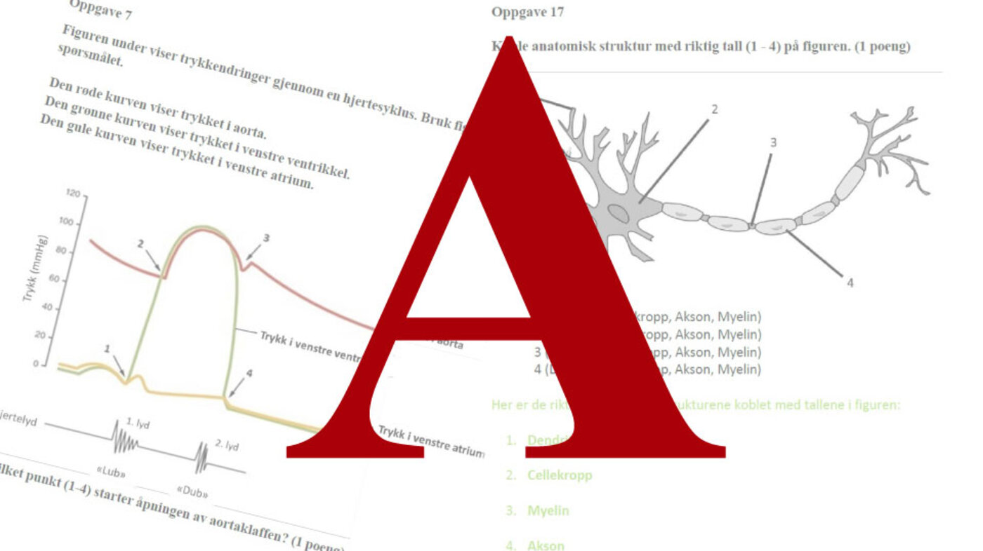 bilde av anatomioppgaver og bokstaven A