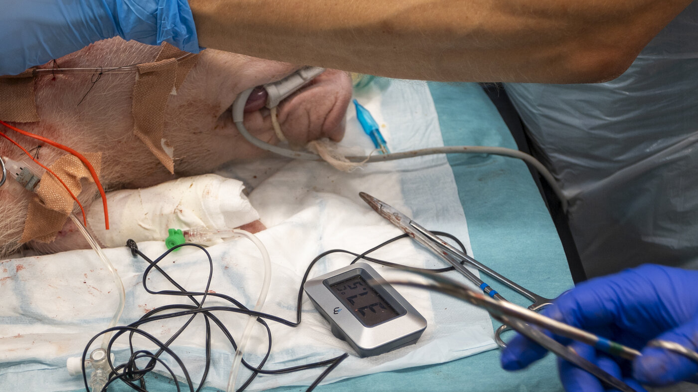 Operasjon, kirurgi, Live Tissue Training Bildet viser en intubert gris.