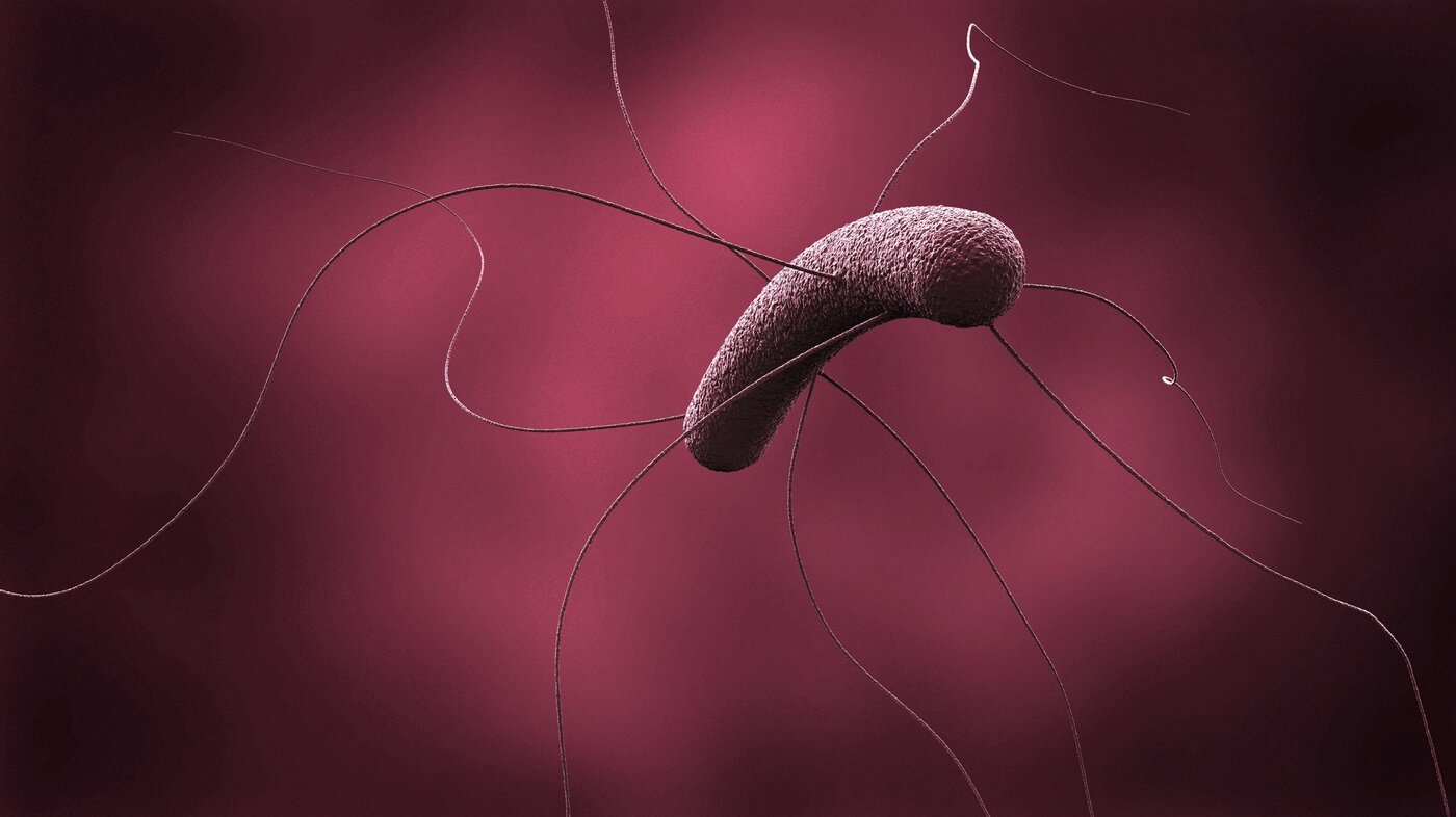 Bildet viser Clostridioides difficile (C. difficile)
