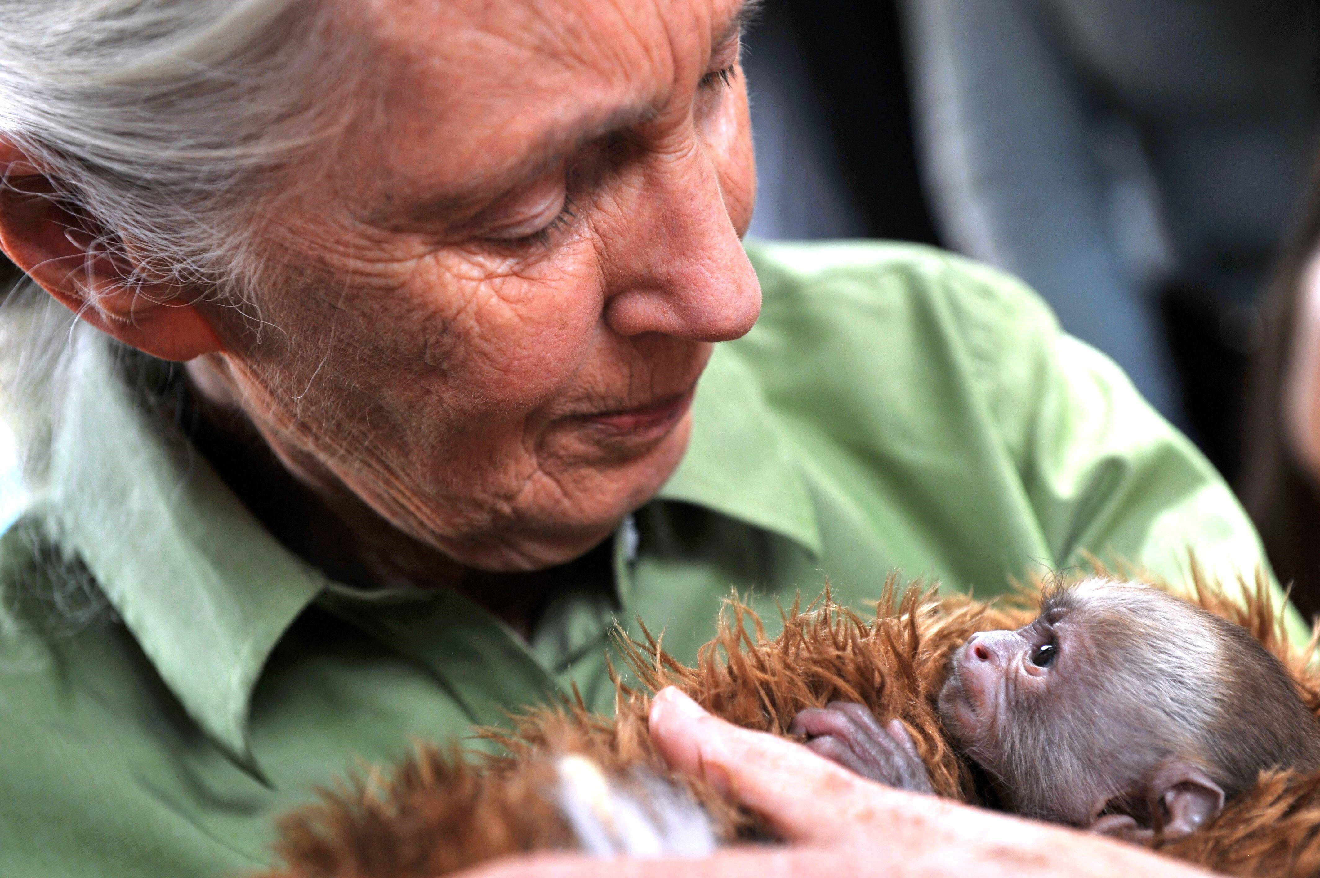 bildet viser Jane Goodall