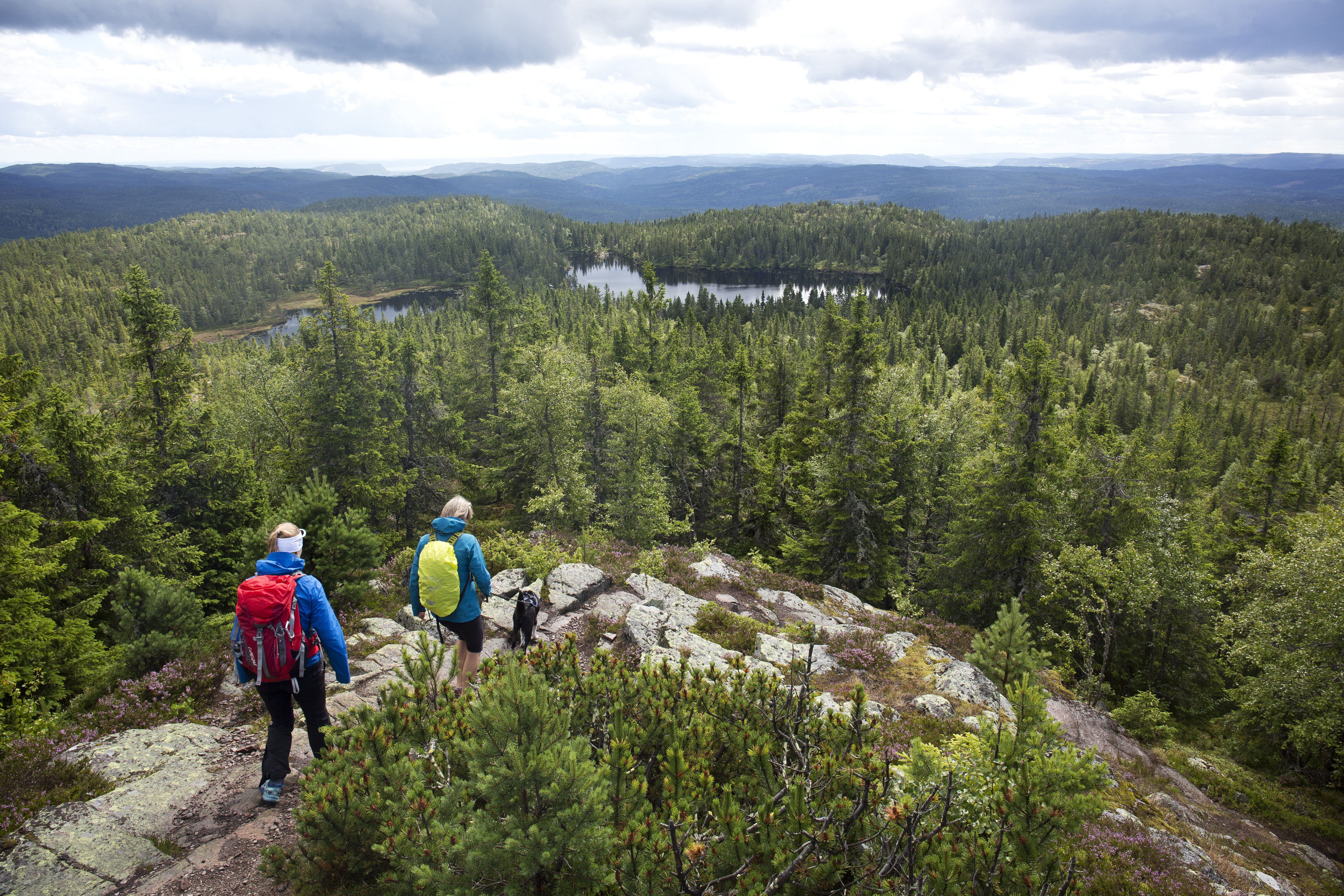 Bildet viser turgåere i skog
