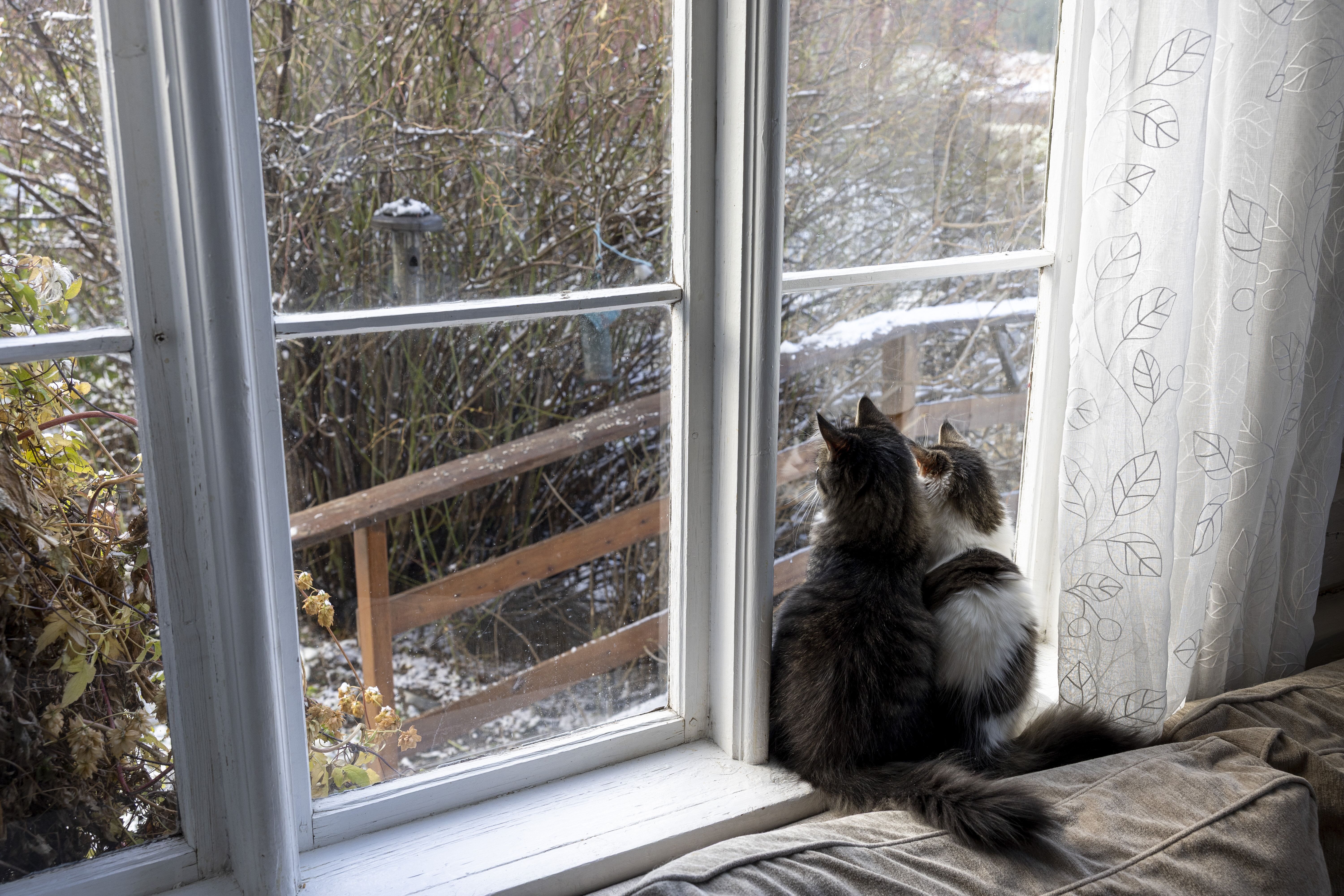 Burre og Luba-Baluba