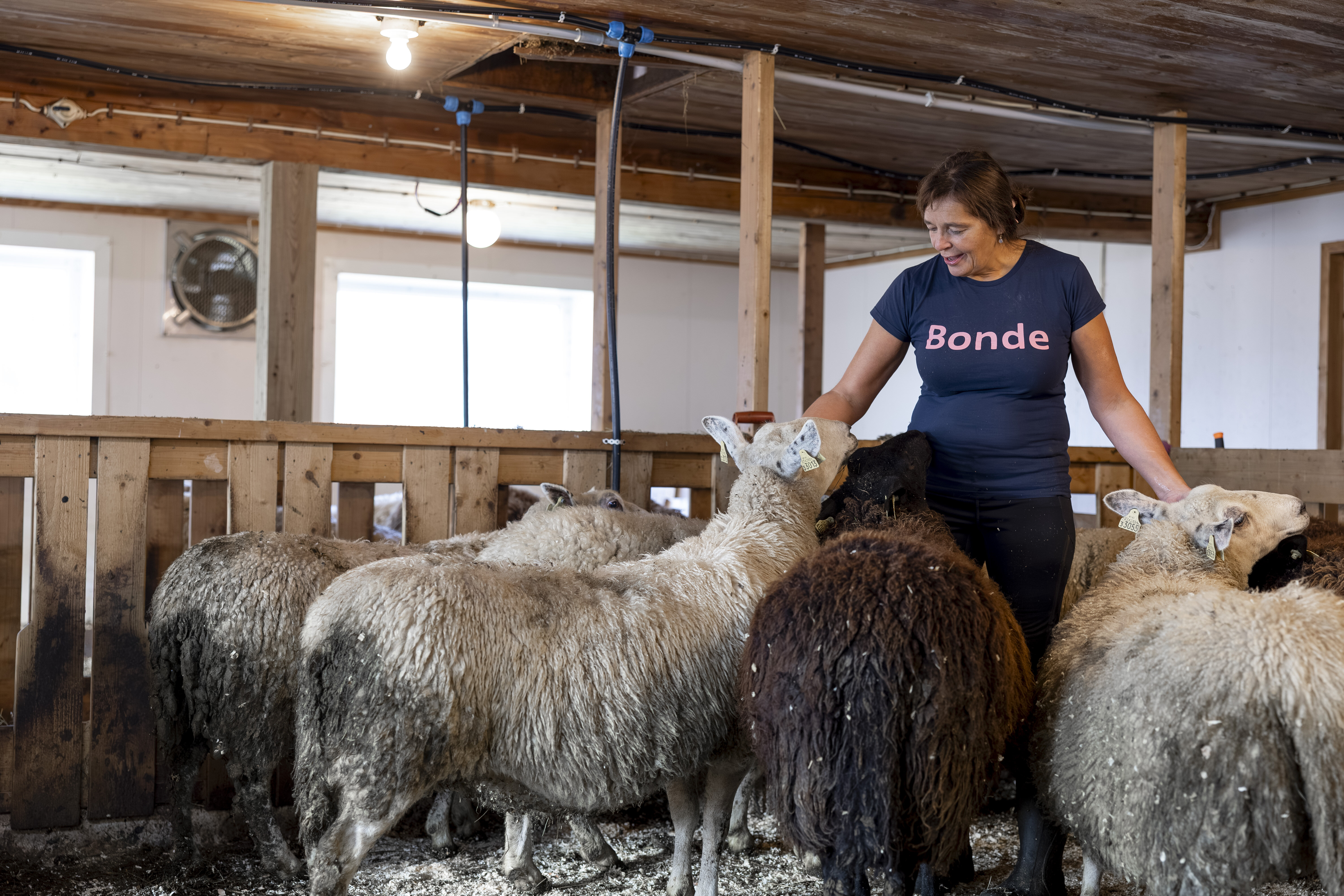 Bjørg Randmæl i fjøset