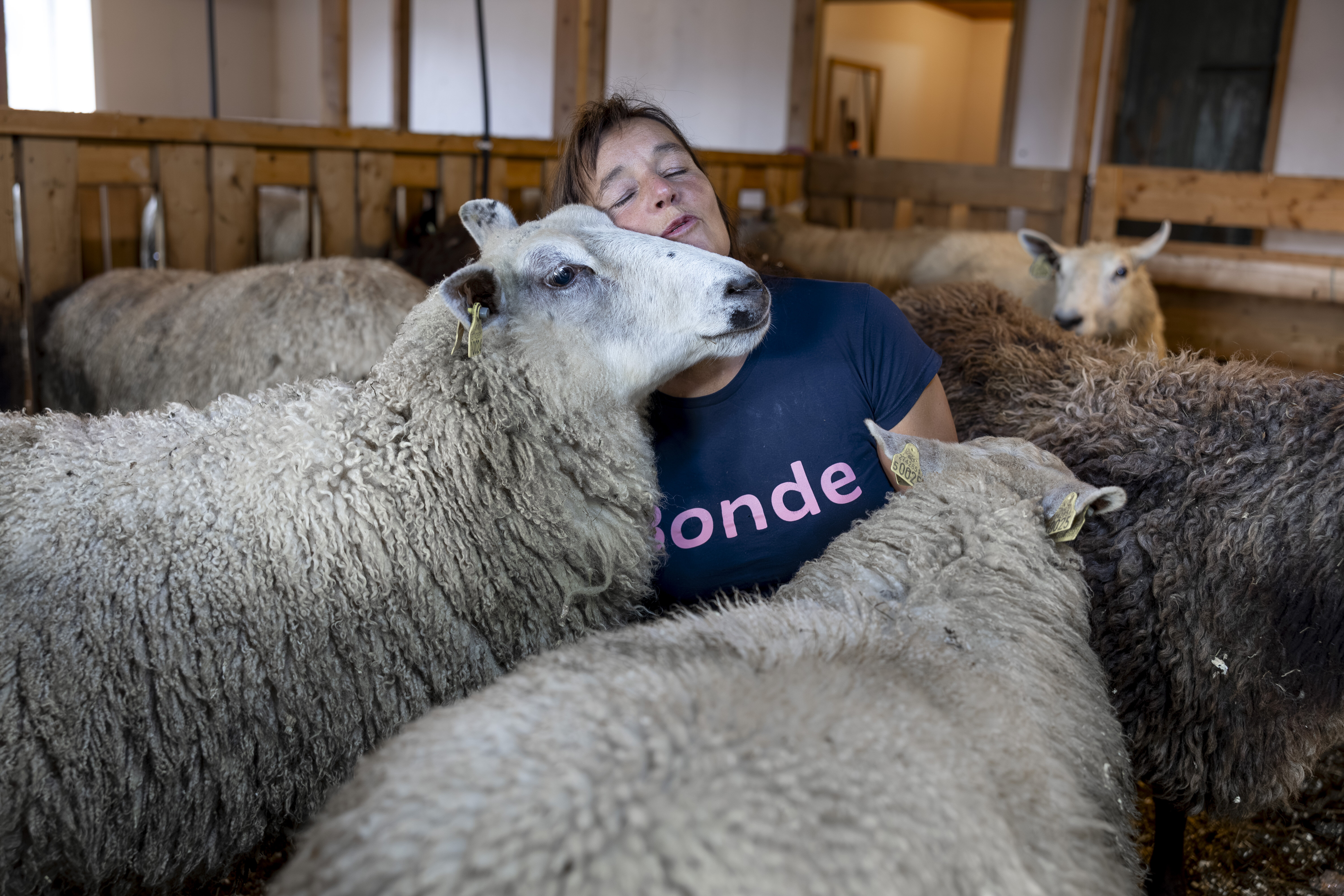 Bjørg Randmæl i fjøset